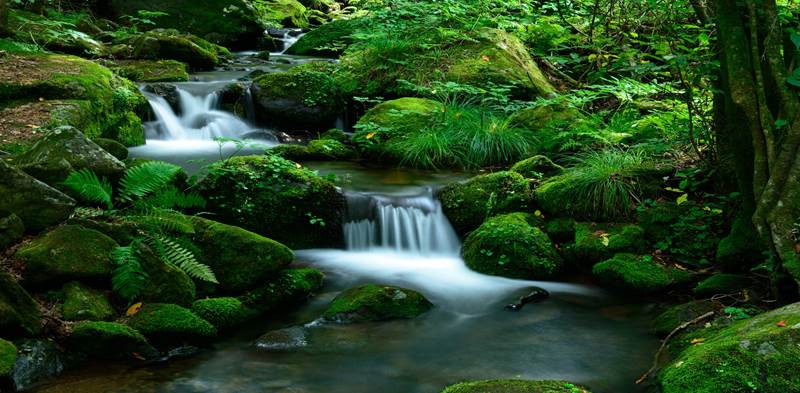 緑の植物とコケ